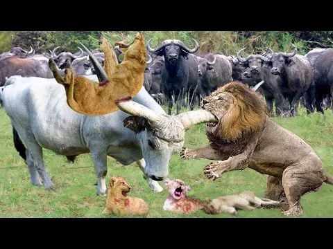 Download MP3 This Is How The Mother Buffalo Takes Revenge On The Lion When The Lion Eats The Baby Buffalo