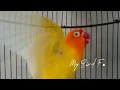 Lagu LABET LUTINO ini BUNYI, LOVEBIRD Jenis APAPUN bisa NYAUT NGEKEK, Suara LOVEBIRD Emosi Bikin FIGHTER