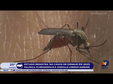 Estado registra 142 casos de dengue em 2023; Palhoça, Florianópolis e Joinville lideram ranking