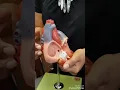 A P II Lab Practical-Heart Anatomy