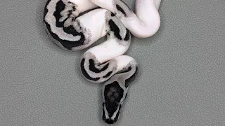 This ONE Thing Determines if Your Ball Python is a Lightning Pied Most People Get it WRONG EP 85