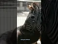 Download Lagu Zebra - Origineel zebrageluid #shorts #viral #animal_sounds #shortviral #trending