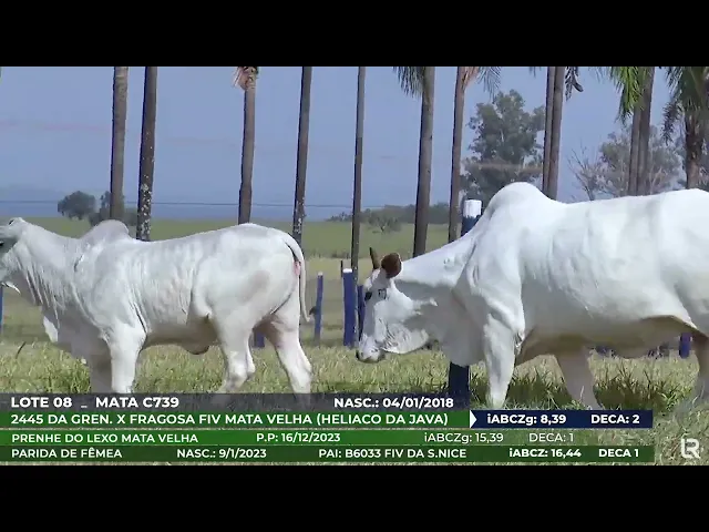 Vaca Nelore MATA-C739