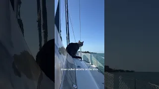 Day 74 living on a sailboat. CATURDAY #catlover #sailboatlife