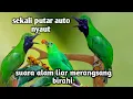 Download Lagu Suara cucak ijo alam liar yang bikin cucak ijo bahan ikut gacor dor