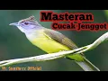 Download Lagu [MASTERAN CUCAK JENGGOT JEDA 1 MENIT] #Cucak jenggot