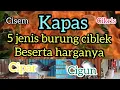 Download Lagu 5 jenis burung ciblek yang paling dicari para kicaumania