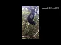 Download Lagu suara pikat khusus burung srigunting yang bandel