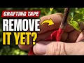 When is it Safe to Remove Grafting