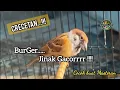 Crecetan BURUNG GEREJA GACOR !!!! | Cocok Buat Masteran