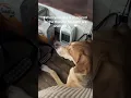 Download Lagu Dogs are afraid of thunder #tiktok #dog #usa🇺🇸 #dogsoftiktok #funny #foryou #dogs
