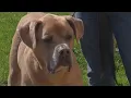 City of Buffalo Animal Shelter is packed with adoptable pets