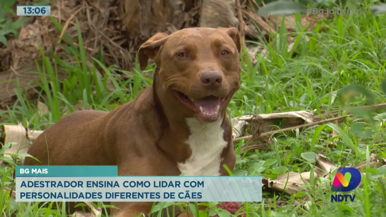 BG Mais: Adestrador ensina como lidar com personalidades diferentes de cães