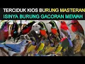 Download Lagu 🌟 LUAR BIASA INI BARU KIOS BURUNG\
