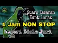 Download Lagu Masteran Cucak Ijo Full Tembakan Kasar Kuntilanak,Auto Emosi‼️1 Jam NON STOP⛔