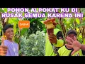 POHON ALPOKAT KU RUSAK SEMUA⁉️SEMUA KARENA INI