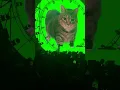 Lagu #spinningcat #oiacat #electronicmusic 🐈 😻 🐈‍⬛️ 😺 🐱 #cat #kitty #oiacat #oiiaoiia