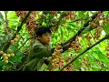 Download Lagu Harvesting Wild Fruits To Sell At The Country Market - Survival