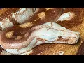 Blood Pythons - Misunderstood GEMS BubbleGum4