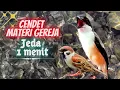 Download Lagu Cendet Materi Full Gereja Panjang Jeda 1 Menit || Pentet Isian Gereja || Cendet Bunyi Gereja Tarung