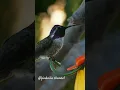 Download Lagu burung kolibri jenis luar negri #burung #shorts