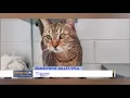 Pet Connect - June 19 2020