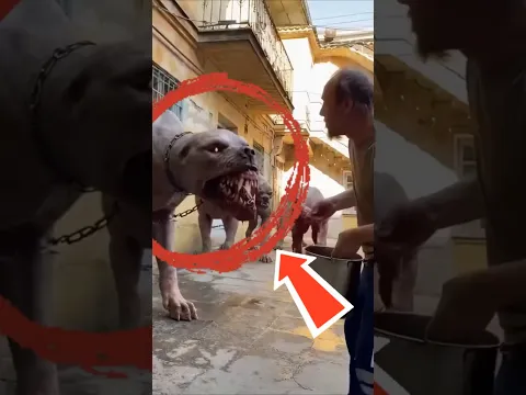 5 CÃES MAIS CAROS QUE UMA FERRARI