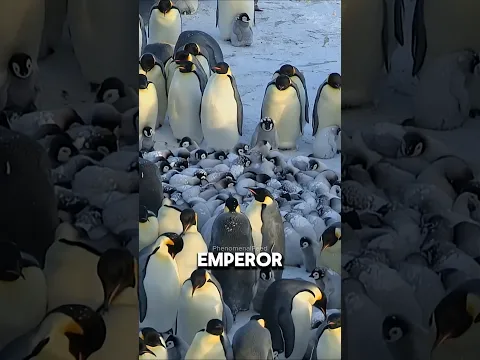 Four Animals That Fight for Survival The Moment They’re Born!