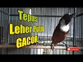 TEPUS LEHER PUTIH GACOR