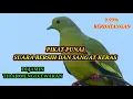 Download Lagu PIKAT BURUNG PUNAI SUARA KERAS DAN JERNIH