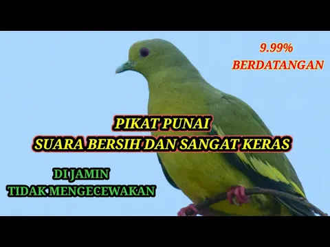 Download MP3 PIKAT BURUNG PUNAI SUARA KERAS DAN JERNIH