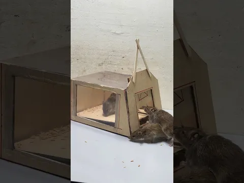 Easy mouse trap/best mousetrap with cardboard #mouse #mousetrap #rattrap #trap #rat