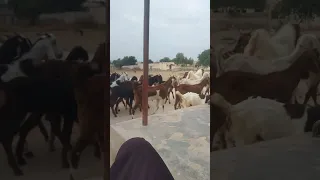 ماعز يمشي مع ماعز في الصحراء في حالة جنسية من فضلك ابتعد عن هذا الفيديو يا صغيري 