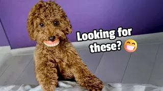 HILARIOUS Dog Steals Dentures! 😯 😂 | FUNNIEST DOGS