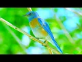 Download Lagu The Most Relaxing Bird Song \u0026 Ambient Music- 30 Minutes- Beautiful Birds - HD- Sleep - Meditate