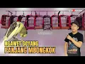Lagu BANYAK YANG SPESIAL❗STOK KENARI RING PC SALA3
