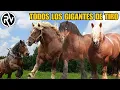 All Breeds of Heavy Draft Horses -