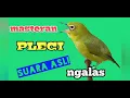 Download Lagu SUARA PLECI NGALAS PANJANG