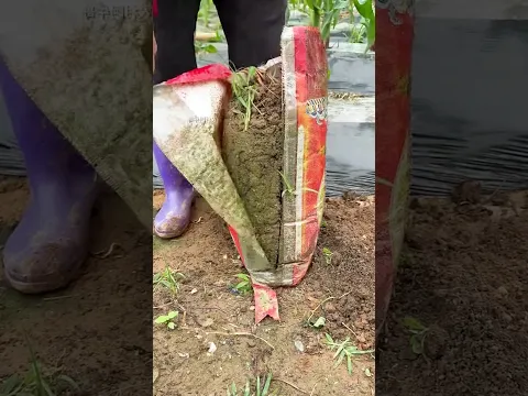 This man's potato turned out to be small |#shorts