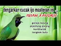 Download Lagu Masteran Cucak ijo Full Tembakan Materi Mewah - Mudah Masuk