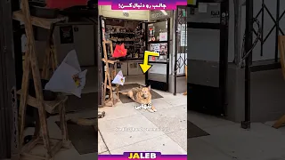 این سگ صاحب یک سوپر مارکته  این سگ صاحب یک سوپر مارکته