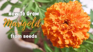 Step-by-Step Planting Marigold Seeds for Abundant Blooms All about Marigolds Marigold Care Guide