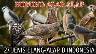 Download Mengenal Burung Alap alap dan 27 jenis alap alap diindonesia MP3