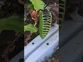 Venus fly traps VS spider