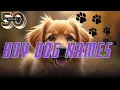 50 Best Boy Dog Names Unique Cute Popular Male Puppy Names