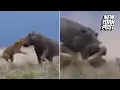 Hippo Grabs Lion By Its Head and Shows It Who s King New York Post