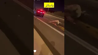 حصان على الشارع العام  حصان على الشارع العام