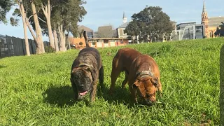 Molly the Boerboel is live Happy Birthday Sully 