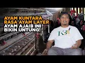 Download Lagu Ayam KUNTARA Jawaban Peternak yang Mau Hemat Pakan, Tahan Penyakit \u0026 Tetap Panen!