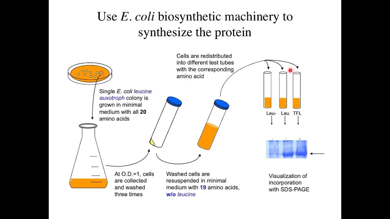 Week 11- Protein Engineering Lecture 11: Non-Natural Amino Acids